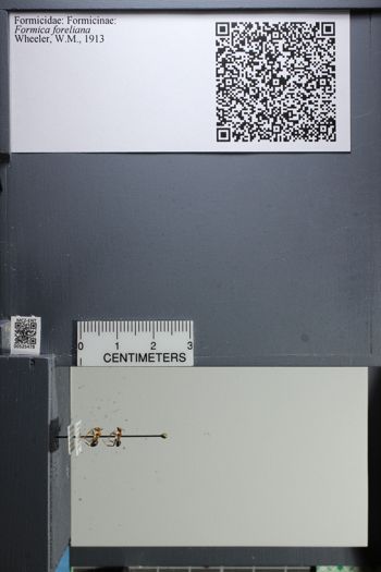 Media type: image;   Entomology 525478
